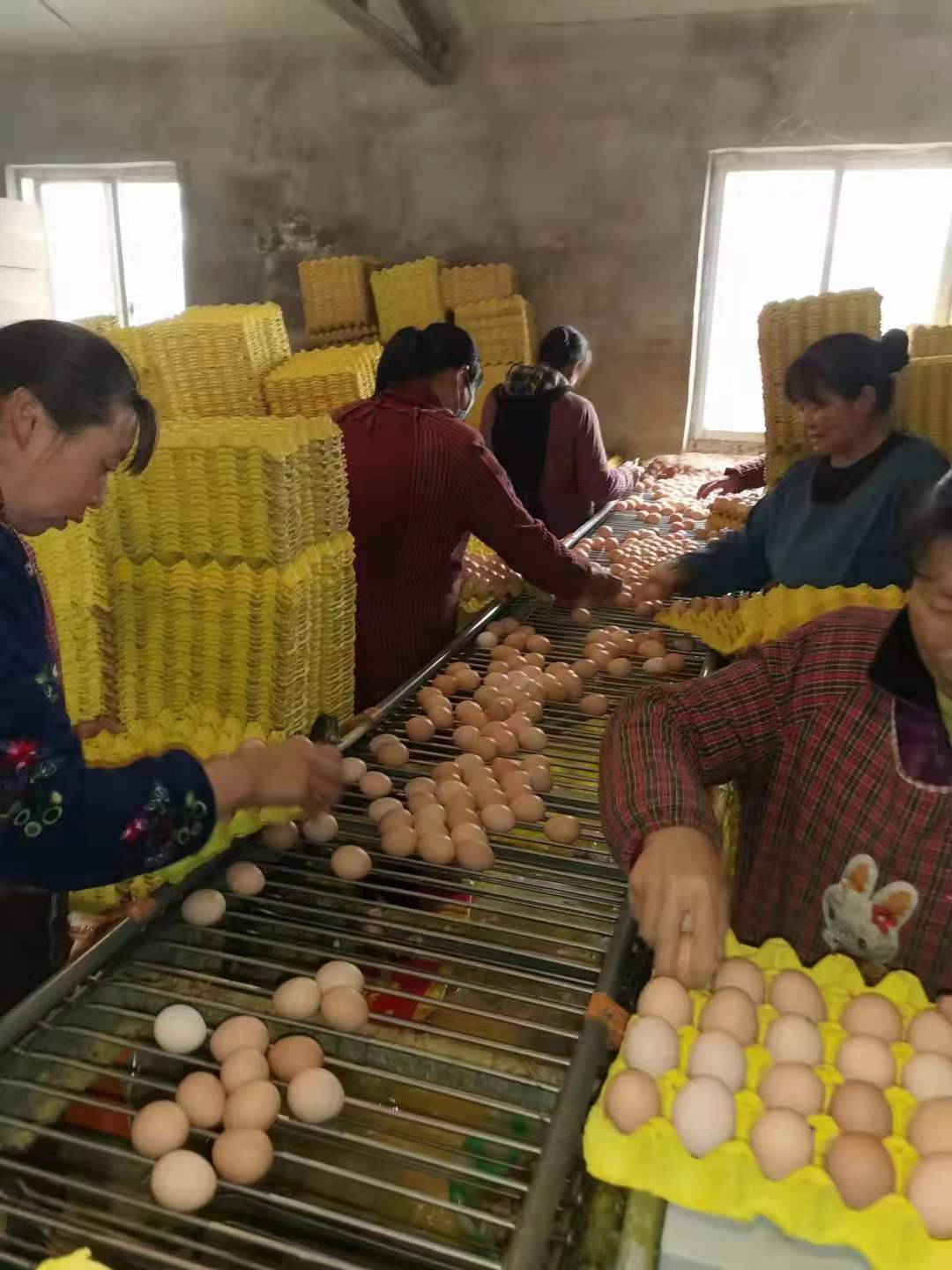 中央集蛋线-原图片 (32).jpg